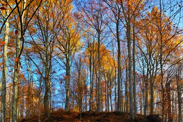 landscape in the forest without leaves