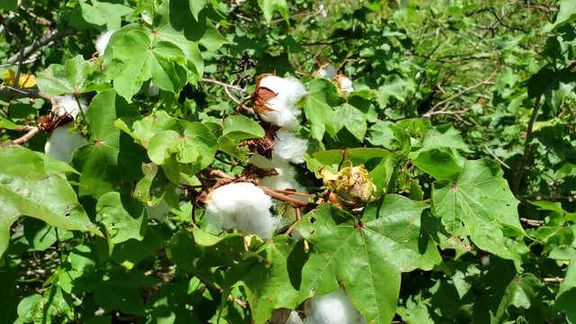 closeup slow motion capture of a cotton plant blowing in the wind found in hawaii