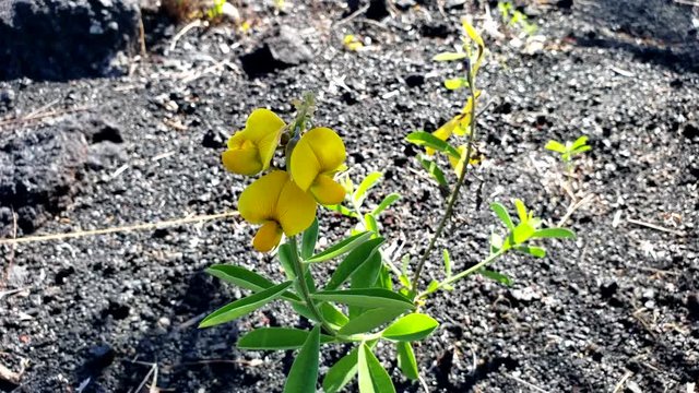 slow motion capture of a yellow pencil flower found in hawaii