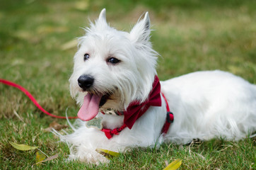 perro pequeño west terrier sonriendo en parque