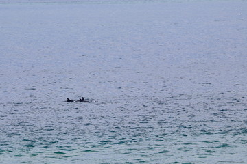Naklejka premium dolphin