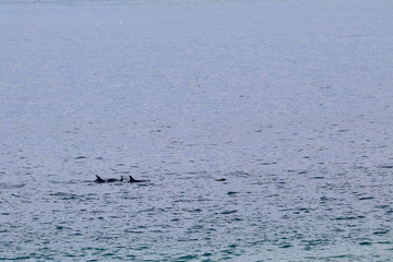 Fototapeta premium dolphin