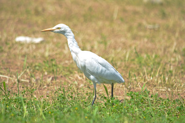 Common egret also known as great blue heron walking on green brown grass in winter