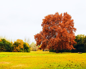 Fototapeta premium Red tree in Argentine autumn in San Martin Park, Mendoza