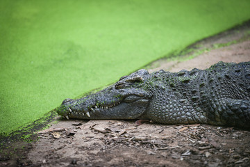 Crocodile lying relaxing on stone near the water in crocodiles farm - animal wildlife reptile