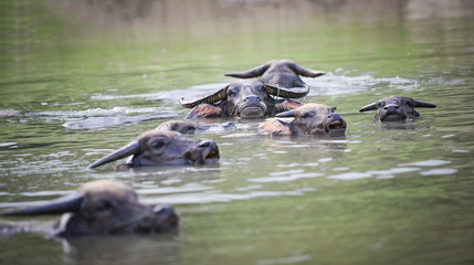 Fototapeta premium Group of asia buffalo water swimming in the river