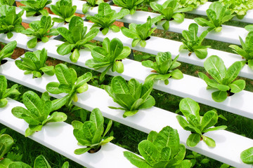 Romaine lettuce vegetable hydroponic system farm plants on water without soil agriculture for health food