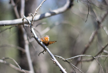 Butterfly on a branch in the forest