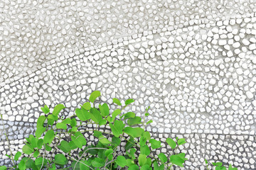 White wall background with green leaves below