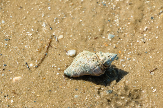 Sights and sounds of white sand summer beach
