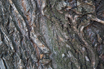 Bark material, close-up