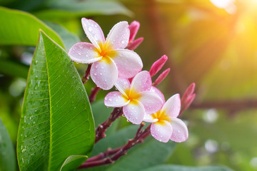 Rain drops on white plumeria flowers