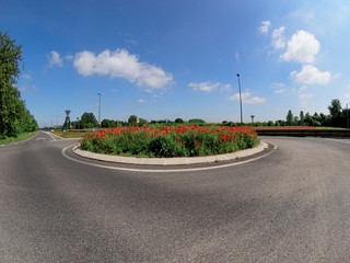 hundreds of red poppies in a roundabout on a long deserted street