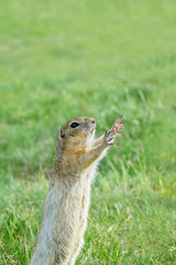 Naklejka na ściany i meble squirrel pulls his paws up and asks something on the green Sunny meadow