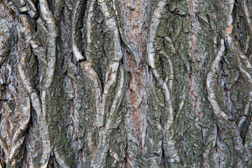 Bark material, close-up