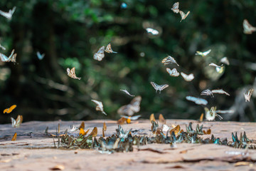 Selective focus Butterflies on the ground and flying in nature background.Blurred Tailed Jay butterflies (Graphium agamemnon) in green forest.