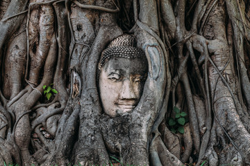 Buddha Head in Tree Roots in Wat Mahathat, Ayutthaya, Thailand.Phra Nakhon Sri Ayutthaya is the Unesco world heritage