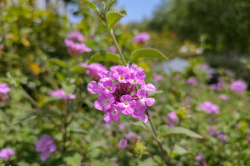 Fototapeta premium beautiful pink summer flowers in the meadow