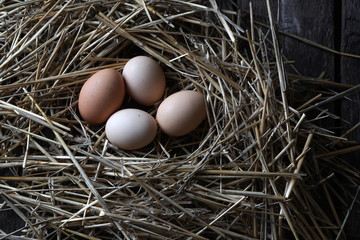 chicken eggs in a nest of straw