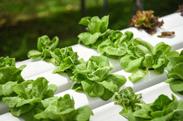 butterhead lettuce growing in greenhouse vegetable hydroponic system farm plants on water without soil agriculture organic