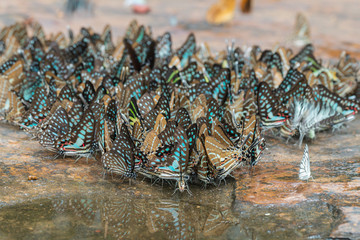Selective focus Butterflies on the ground and flying in nature background.Blurred Tailed Jay butterflies (Graphium agamemnon) in green forest.