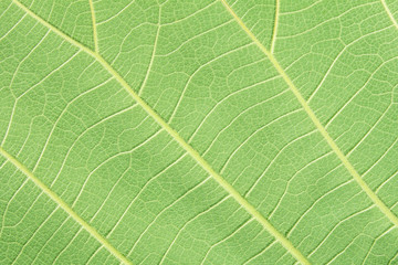 green leaf texture for background