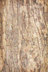 Obraz premium Abstract Bark texture background