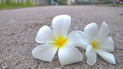 Fototapeta na wymiar white frangipani flowers on the beach