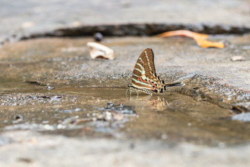 Fototapeta na wymiar Tail Jay butterfly in nature background.