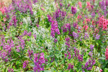 Obraz premium Shrubs, purple flowers, tropical trees