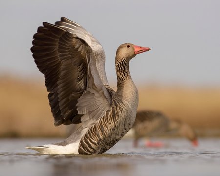 Greylag geese (Anser anser), gander flapping wings, display behaviour, dominant territorial pair, Kiskunsag National Park, Hungary, Europe