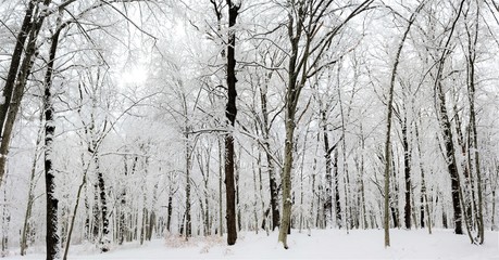 winter in the deciduous forest