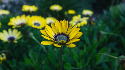 yellow flower on background of green grass