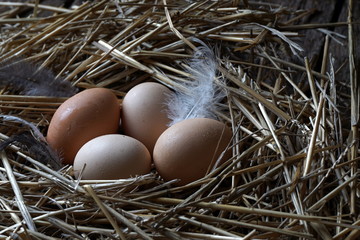 chicken eggs in a nest of straw
