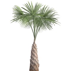 Palm Tree 3d illustration isolated on the white background