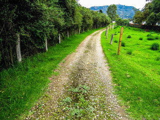 Fototapeta na wymiar Dirt road surrounded by green grass and trees