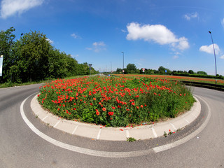 roundabout with poppies used as flower bed - obrazy, fototapety, plakaty
