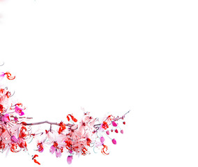 cherry blossom on white background