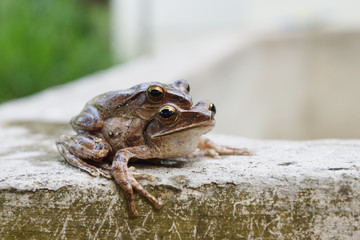 Frogs are mating on wall , Amphibians in tropical Asia , Local creature in Thailand , Reproductive system of animal , Common tree frog breeding by the male is hugged on the female back