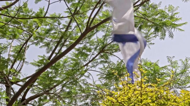 Israeli Flag in the Wind Green tree and bush