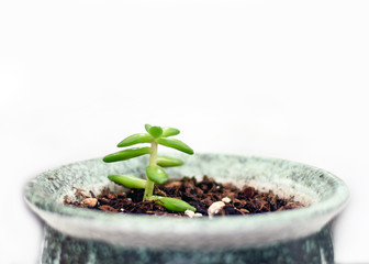 Closeup of succulent clipping growing in pot on white background