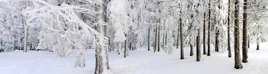panoramic landscape in winter forest