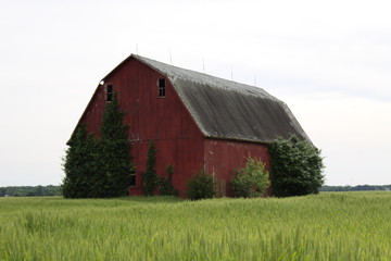 Obraz premium Illinois Red Barn 2019
