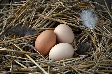 chicken eggs in a nest of straw