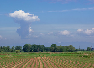 Fototapeta na wymiar landscape of the Piedmontese countryside with an unusual cloud-shaped mushroom