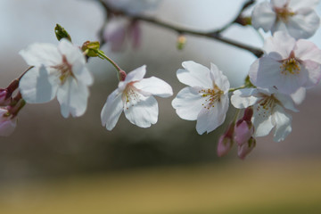 桜の花びら