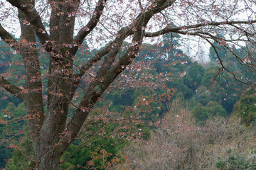山桜の幹と２分咲きの花