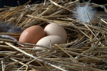 chicken eggs in a nest of straw