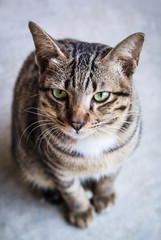Fototapeta premium Portrait of cute funny cat sitting in front