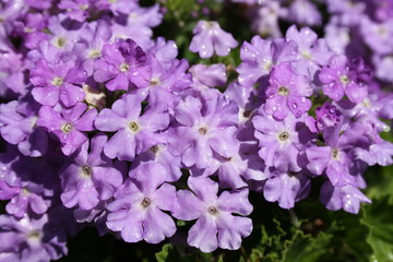 Purple alyssum